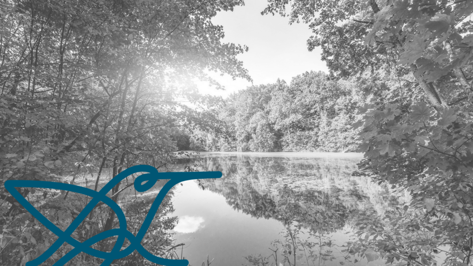 Ilustração do beija-flor da Soulcial simbolizando a contribuição individual no impacto social